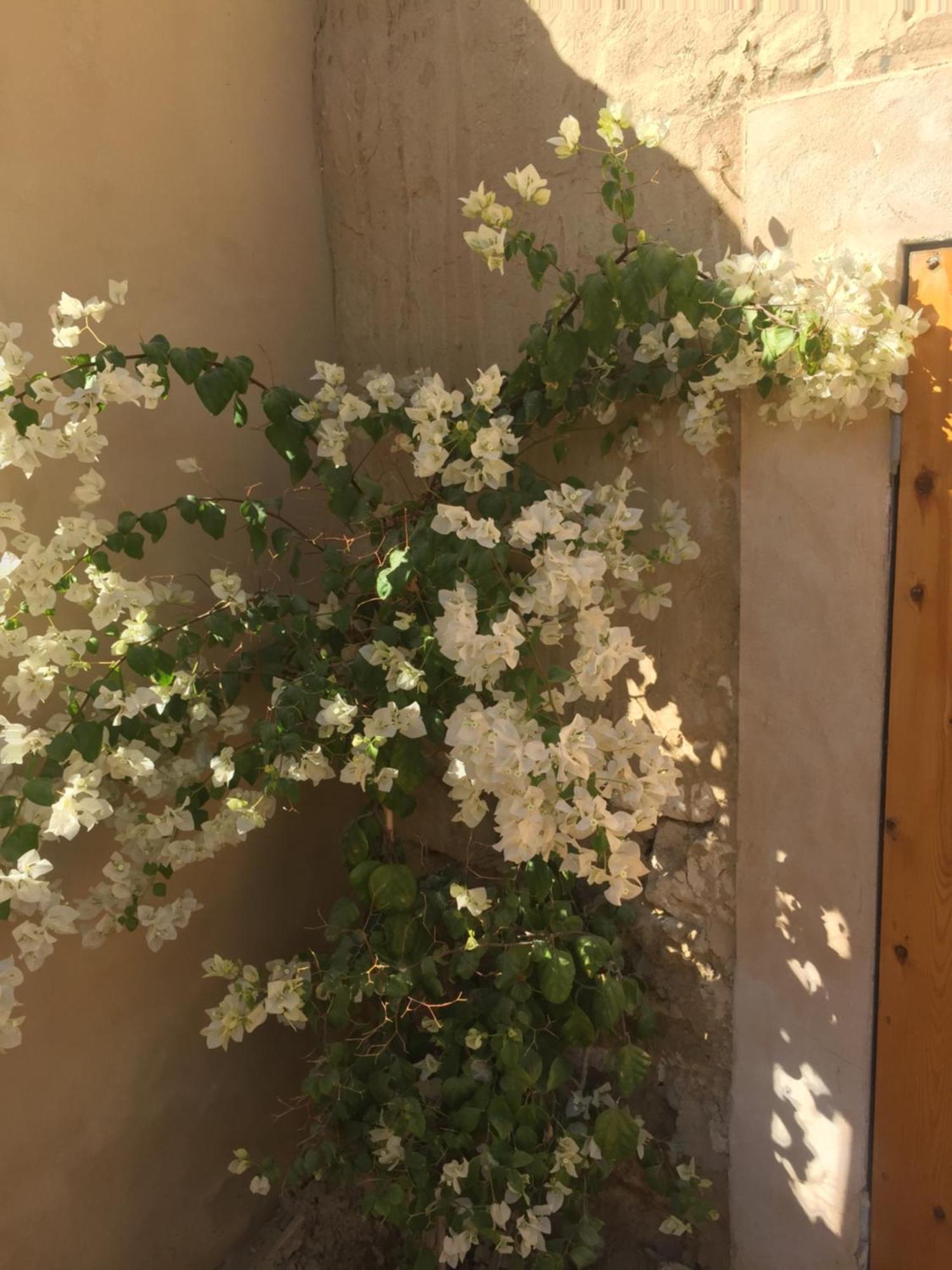 Tanirt Ecolodge Siwa Oasis Luaran gambar